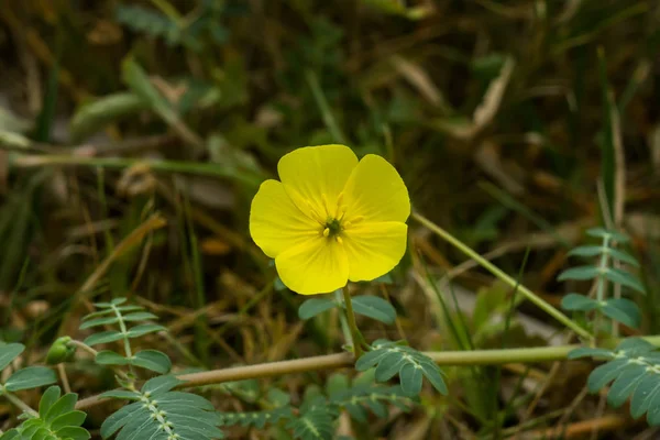 A flor amarela do espinho do diabo — Fotografia de Stock