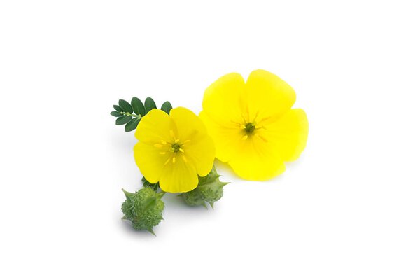 The yellow flower of devil's thorn