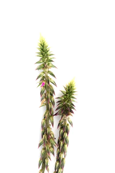 Planta Achyranthes aspera — Fotografia de Stock