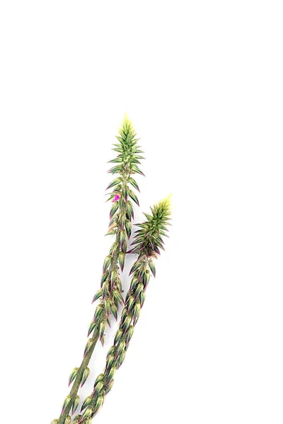 Planta Achyranthes aspera — Fotografia de Stock