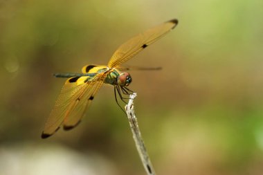 Siyah ve sarı yusufçuk çimenlerin üzerinde tünemiş.
