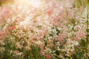 Güneş ışığı ile çimen çiçek.