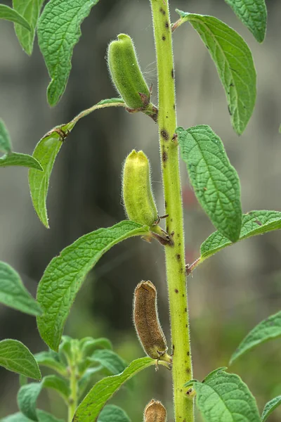 Seeds of Sesame Plant. — Stock Photo, Image