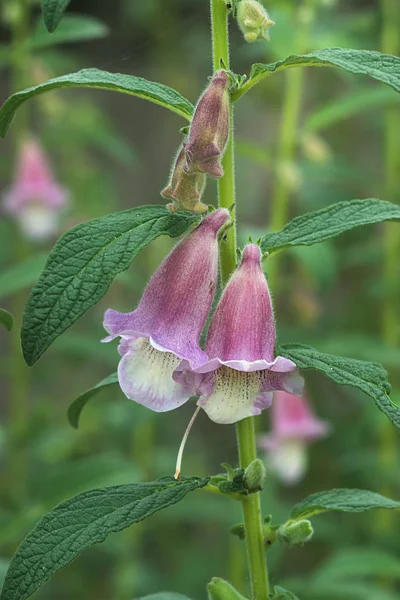 Pink flower of Sesame Plant. — Stock Photo, Image