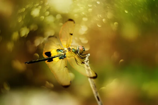 Czarny i żółty dragonfly wznosi się na trawie. — Zdjęcie stockowe