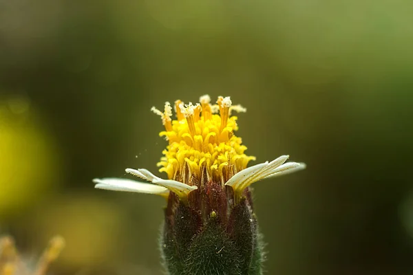 Close up grama flor com poeira flutuante . — Fotografia de Stock