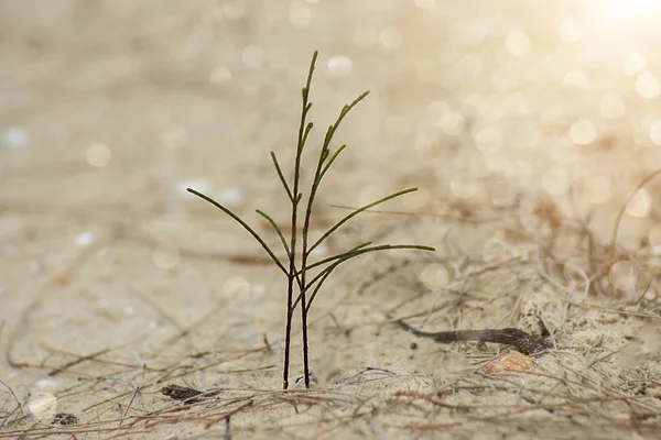 Seedlings of coniferous — Stock Photo, Image