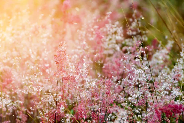 Grama flor com luz solar . — Fotografia de Stock