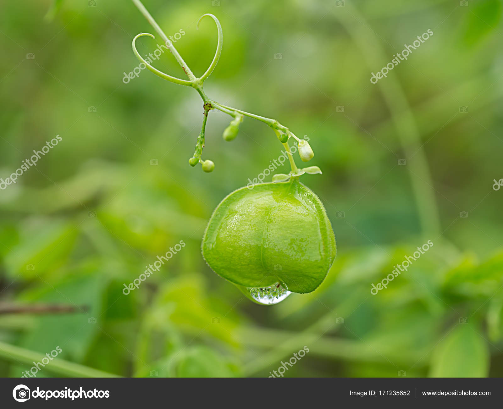 Green Balloon Vine Stock Photo By C Noppharat Th
