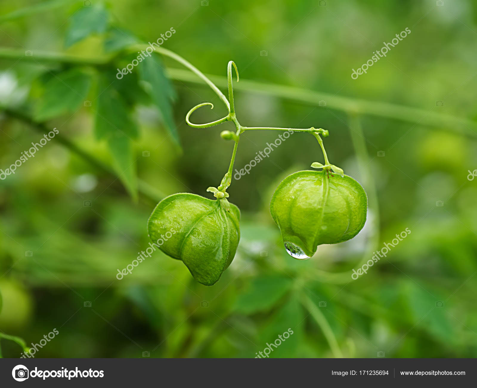 Green Balloon Vine Stock Photo By C Noppharat Th