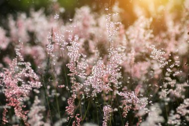 Güneş ışığı ile çimen çiçek.