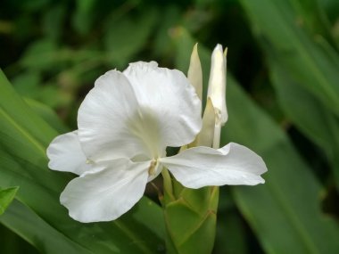 Hedychium coronarium bitki