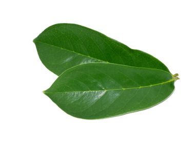 Soursop yaprak beyaz arka plan üzerinde.