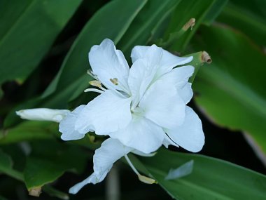 Hedychium coronarium bitki