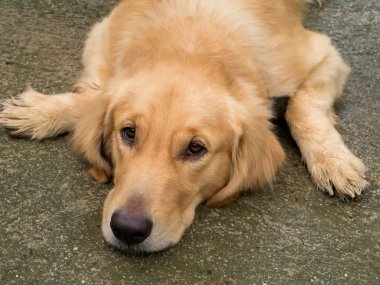 Golden retriever yakın arıyoruz.