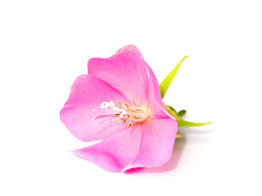 Beyaz zemin üzerinde pembe Dombeya çiçek.