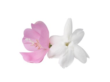 Pembe Dombeya ve Yasemin çiçeği