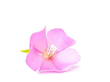 Beyaz zemin üzerinde pembe Dombeya çiçek.