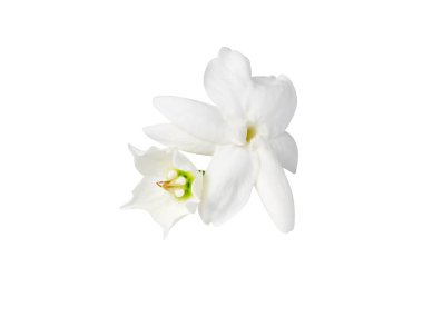 Beyaz çiçek kokulu.