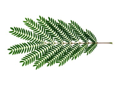 Beyaz arka plan üzerinde yeşil bir yaprak kadar kapatın.