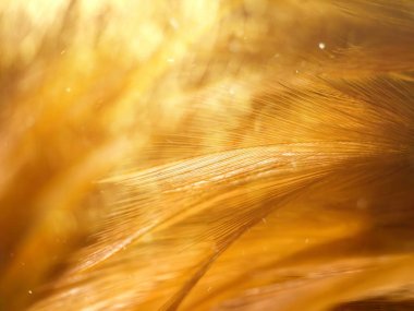 Soyut tüy arka kapatmak