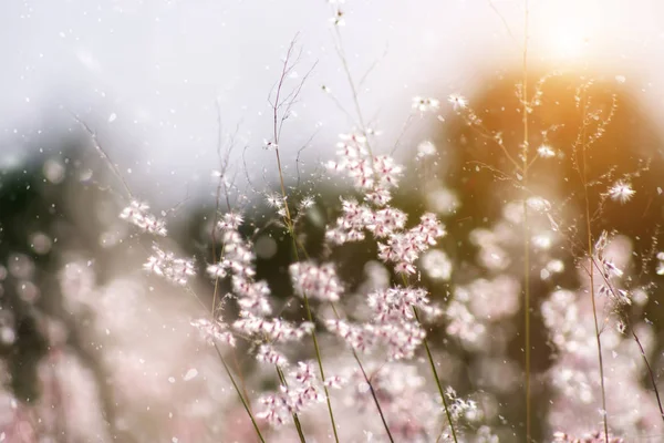 Güneş ışığı ile çimen çiçek. — Stok fotoğraf