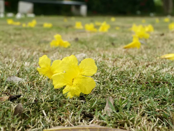 Yellow flowers are falling on grass.