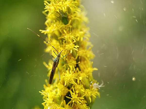 Närbild på Solidago canadensis blomma. — Stockfoto