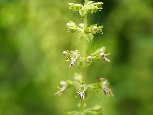 バジルの花 — ストック写真