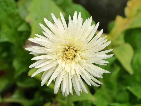 Imagem de close-up de gerbera branca — Fotografia de Stock