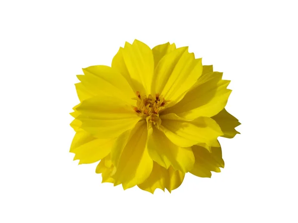 Nahaufnahme der gelben Kosmos-Blume — Stockfoto