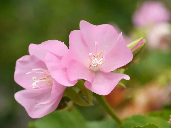 Rosa Dombeya flor en el árbol . — Foto de Stock