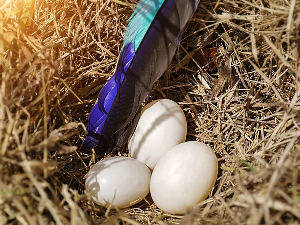 Três ovos no ninho de pássaros e penas . — Fotografia de Stock