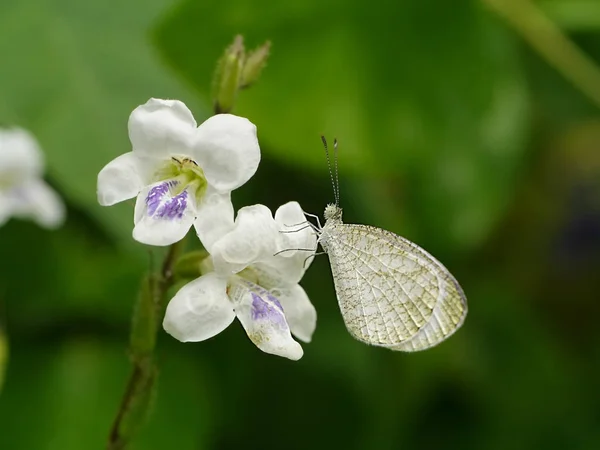 Vit fjäril på vit blomma. — Stockfoto