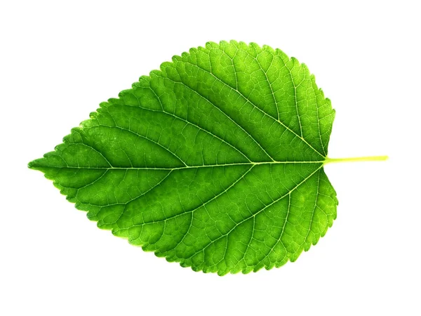 Close up ein grünes Blatt auf weißem Hintergrund. — Stockfoto