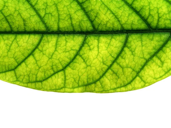 Detailní záběr zelený list na bílém pozadí. — Stock fotografie