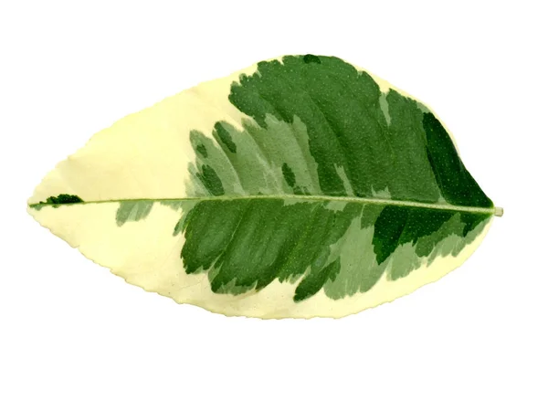 Ασβέστη φύλλα με δύο χρώματα — Φωτογραφία Αρχείου