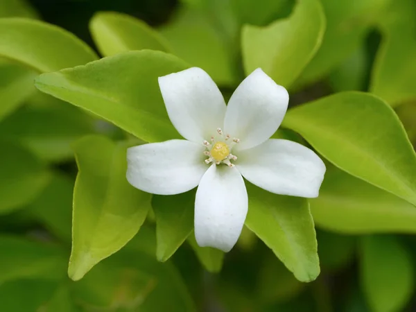 Nahaufnahme von murraya paniculata Blume mit grünem Blatt. — Stockfoto