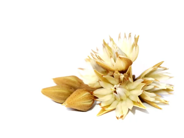 सफेद पृष्ठभूमि पर मिमसोप्स एलेंगी फूल . — स्टॉक फ़ोटो, इमेज