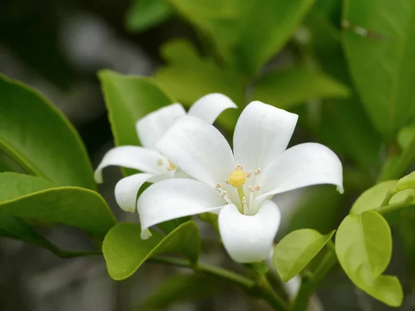 Close up of Murraya paniculata flower with green leaf. — Stock Photo, Image