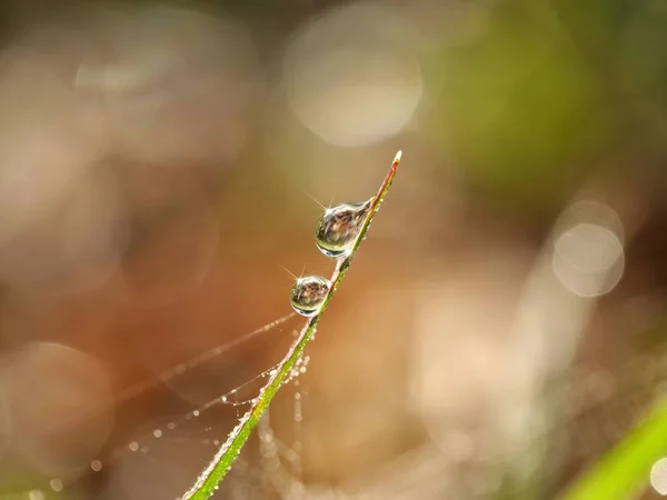 Dew drops on grass — Stock Photo, Image