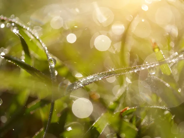 Gotas de orvalho na grama — Fotografia de Stock