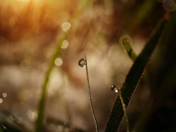 Rosée gouttes sur l'herbe — Photo