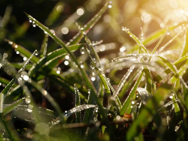 Gotas de orvalho na grama — Fotografia de Stock