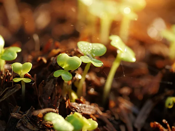 Young seedlings germinate from seed. — Stock Photo, Image