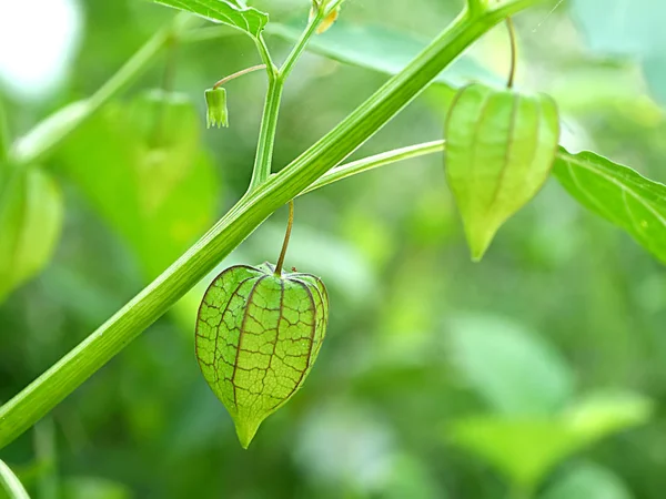 Frutto verde di Physalis minimis su albero . — Foto Stock