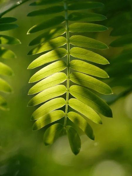 Zielony liść z światło słoneczne. — Zdjęcie stockowe