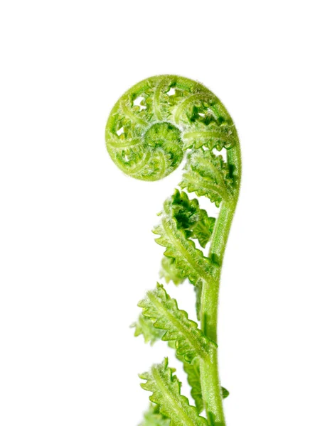 Young leaves of a fern on a white background. — Stock Photo, Image