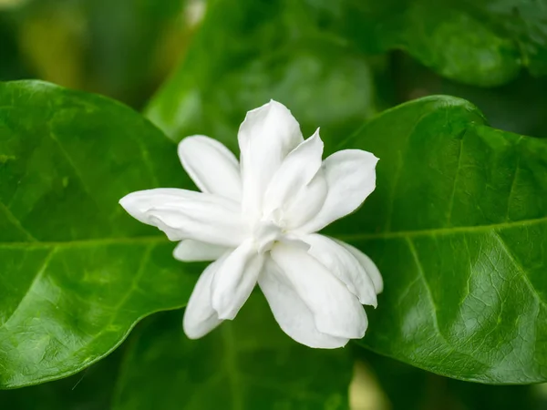 Witte jasmijn bloem. — Stockfoto