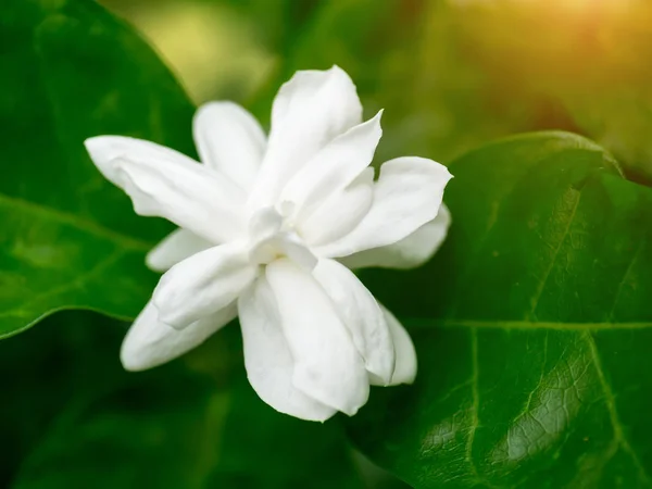 Hvid af jasmin blomst . - Stock-foto